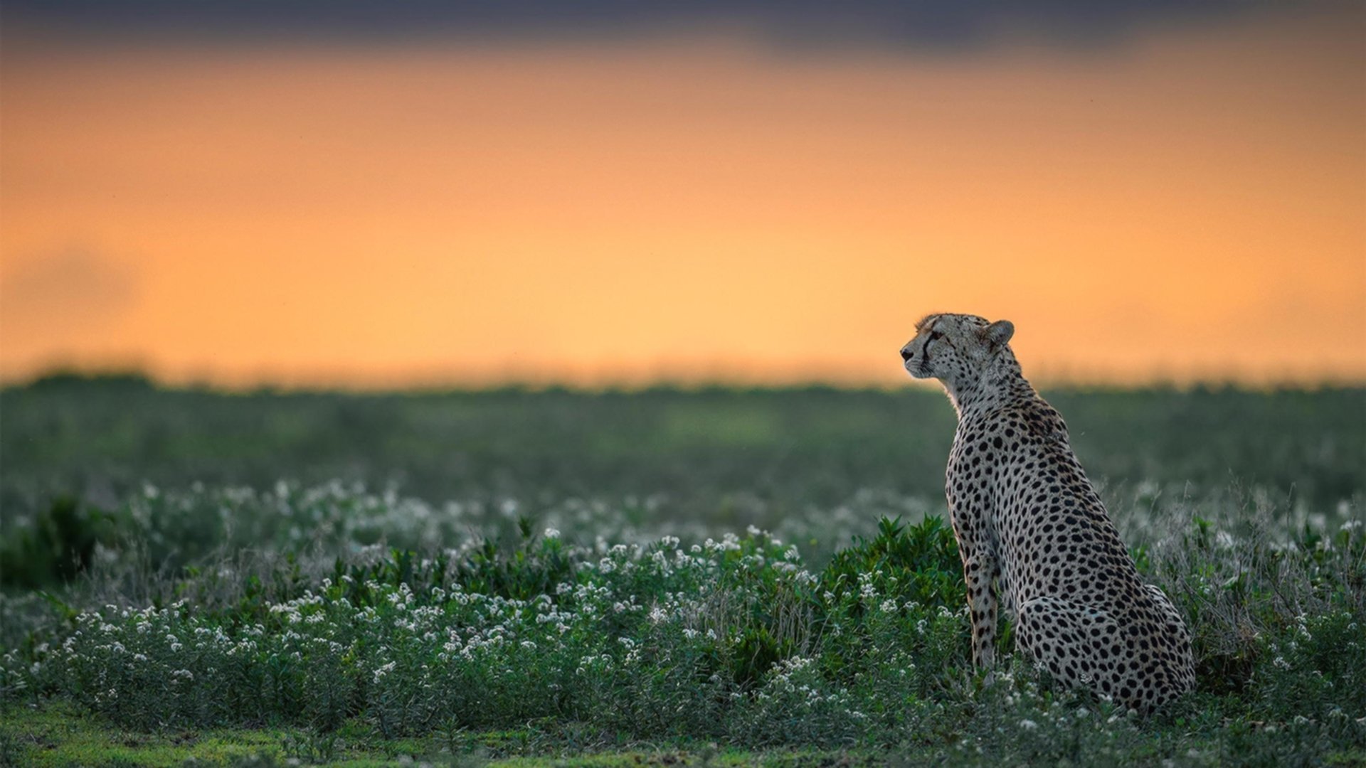 开云APP-“东部决赛激战正酣，谁将夺冠之路？`，东部决赛是哪两队