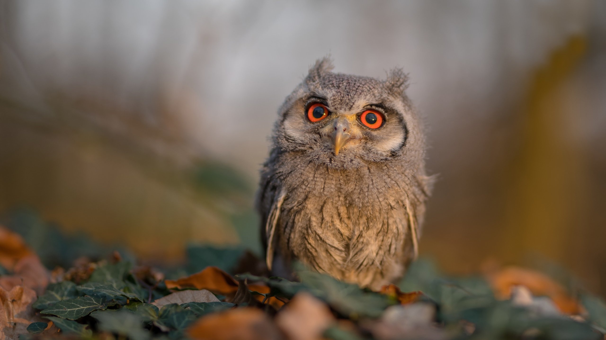 “足球+智造”产业创新专项在行业内持续升级，硬件装备不断优化升级