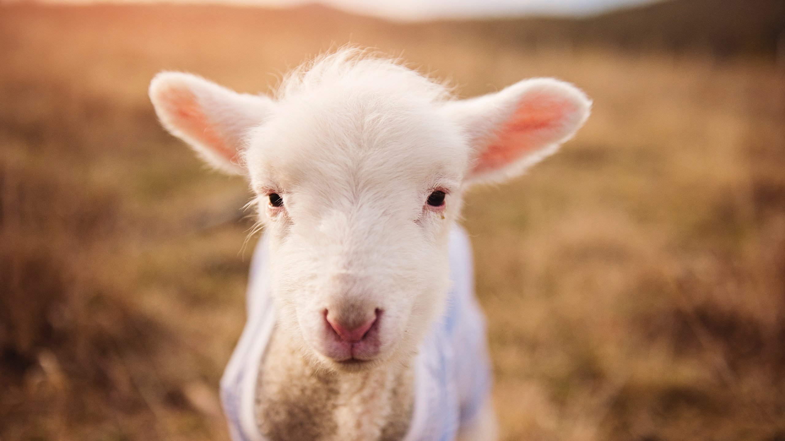 “足球场地建设提速，为全民运动提供硬件保障”，足球场的建设