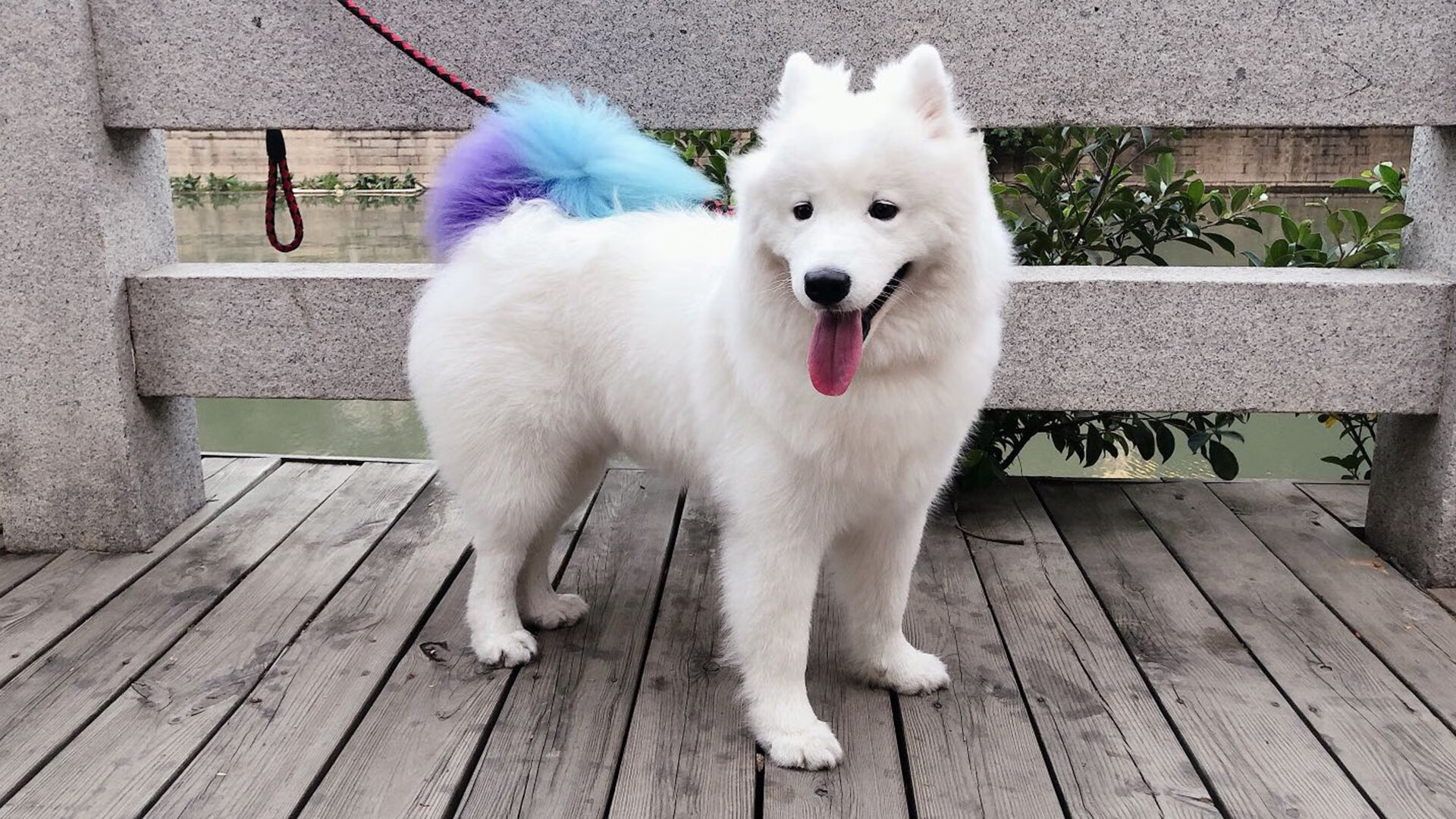 传统斗牛竞技比赛，融合文化的激情对抗，斗牛 比赛