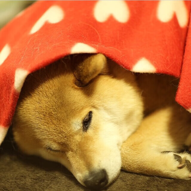 史上最“疯狂”的防守瞬间：挡住对手的“最后一道防线”！，最后一名防守队员破坏必进球