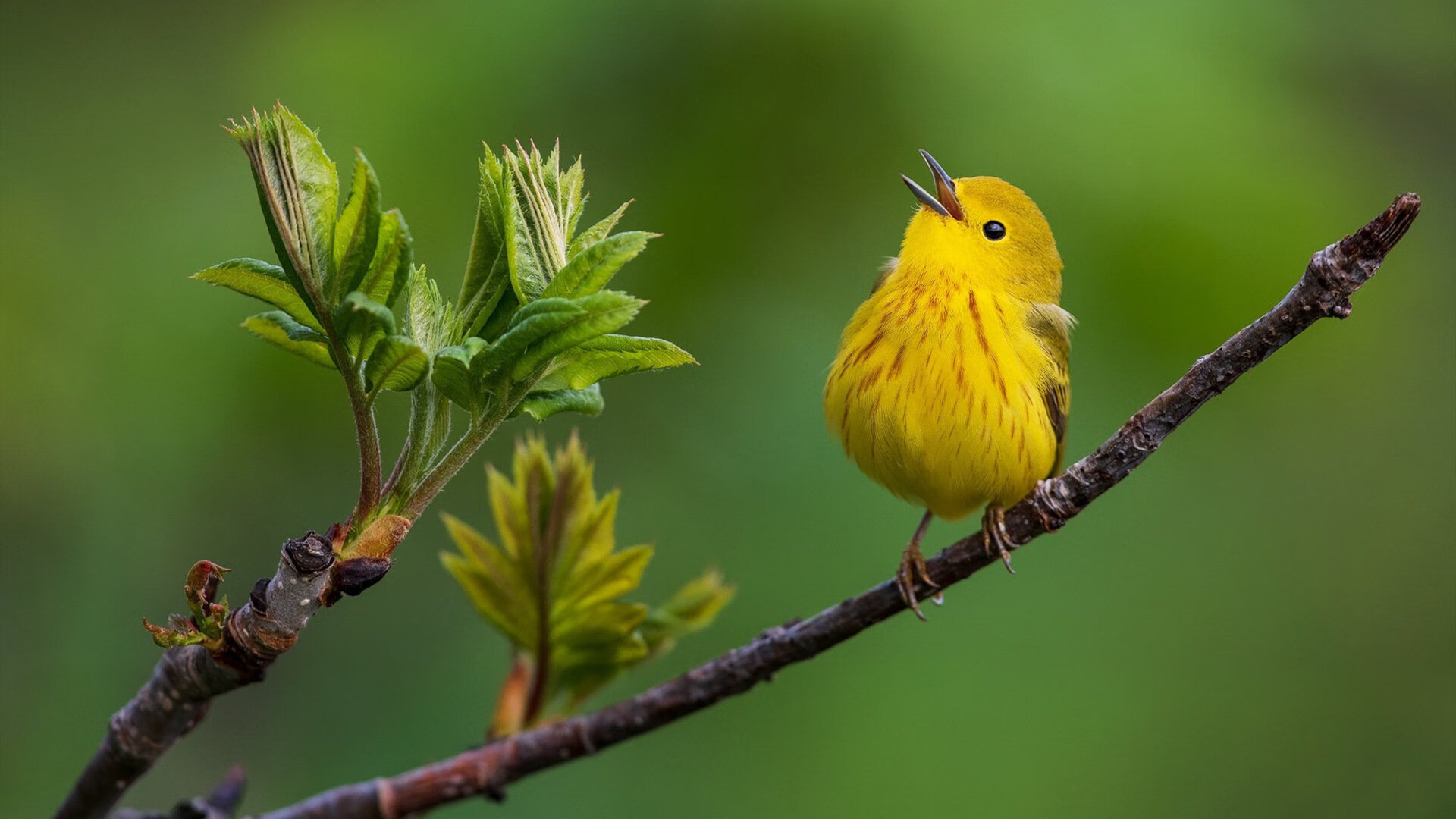 电竞产业与汽车产业的合作：赛事赞助与定制车型，电竞 赛车