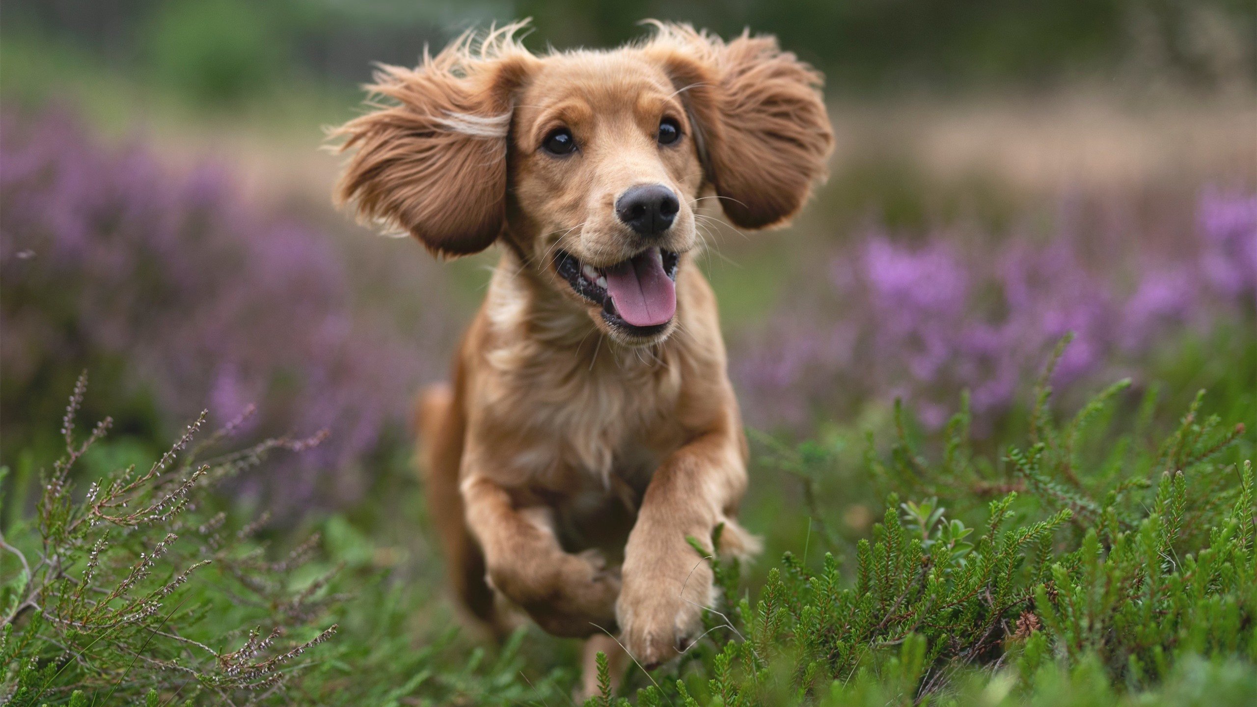 美国女足在巴黎奥运会比赛中以1-0战胜意大利，美国女足在巴黎奥运会比赛中以1-0战胜意大利队为主