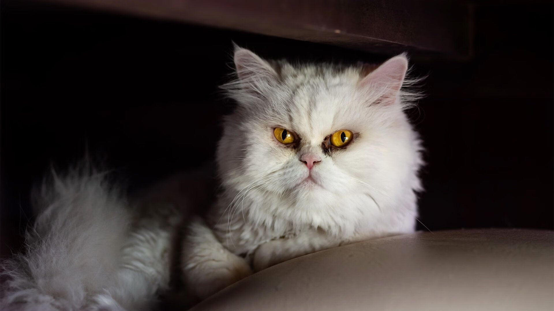 荷兰女足在预选赛中与法国队激战，荷兰女足战意