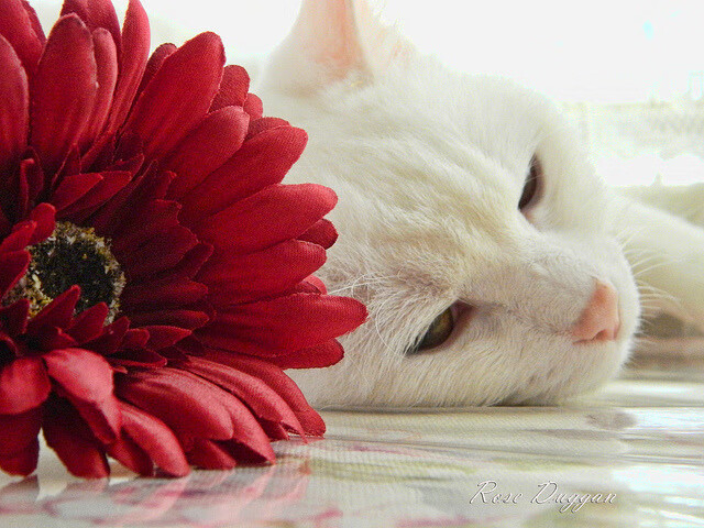 开云体育下载-中国足球拟设国家训练技术中心，国家足球队训练