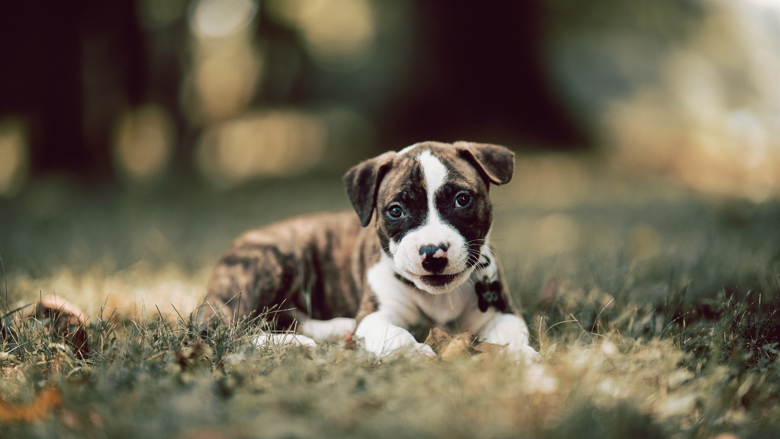 伯明翰市锋线火力全开，蓝军渴望晋级，伯明翰the emporium