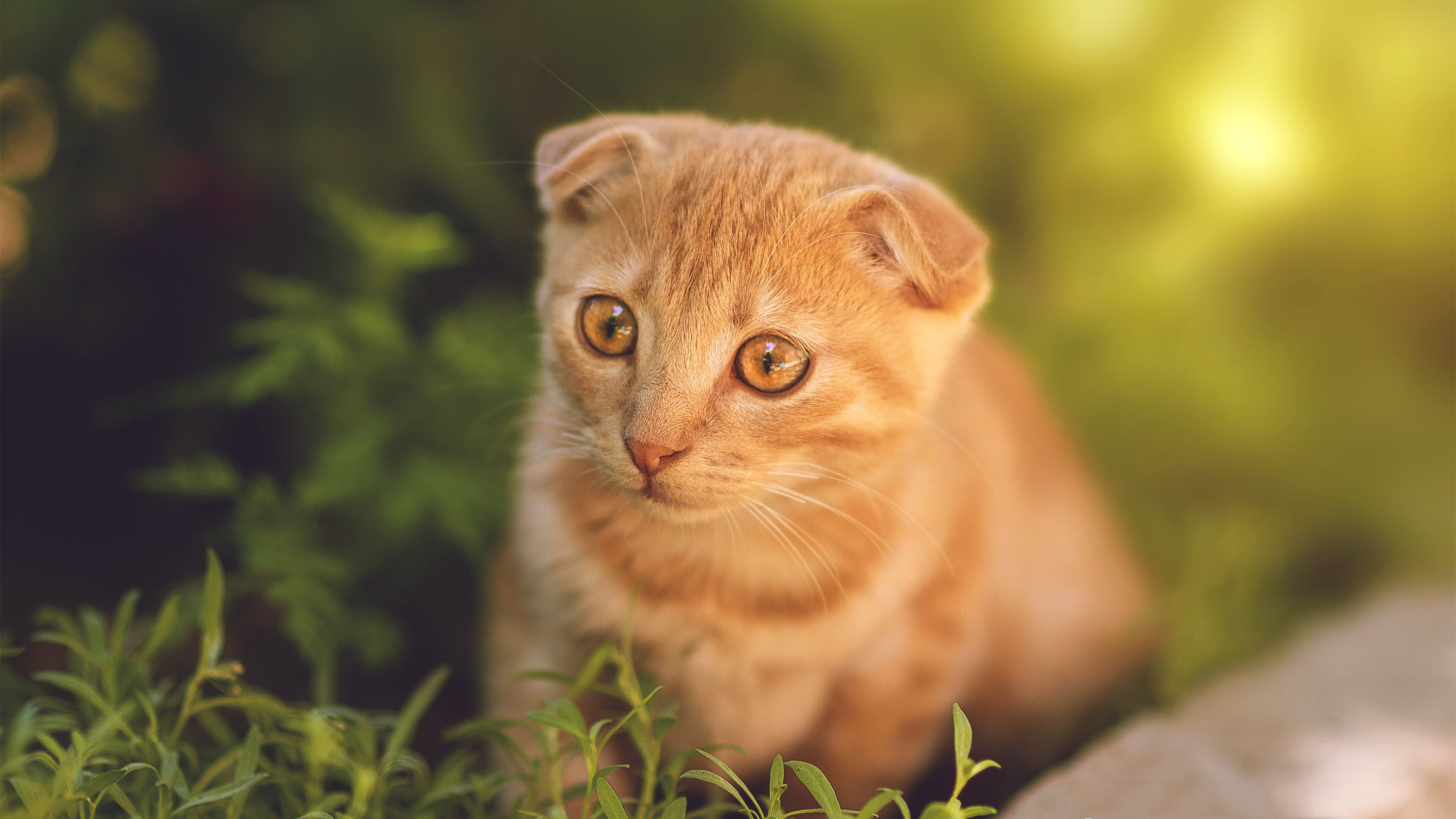 勇士战胜开拓者，威金斯表现抢眼，威金斯 勇士 交易