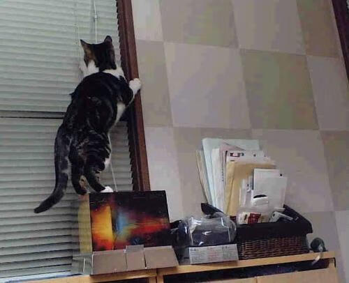 战队选手社交媒体活跃，XLG战队官方社交媒体