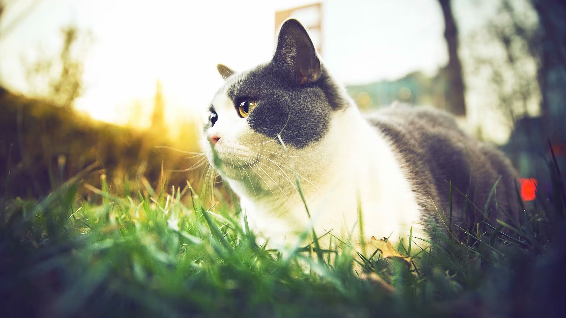 开云娱乐app安全登录-“福乐球激烈角逐，新都香城赛场精彩纷呈”