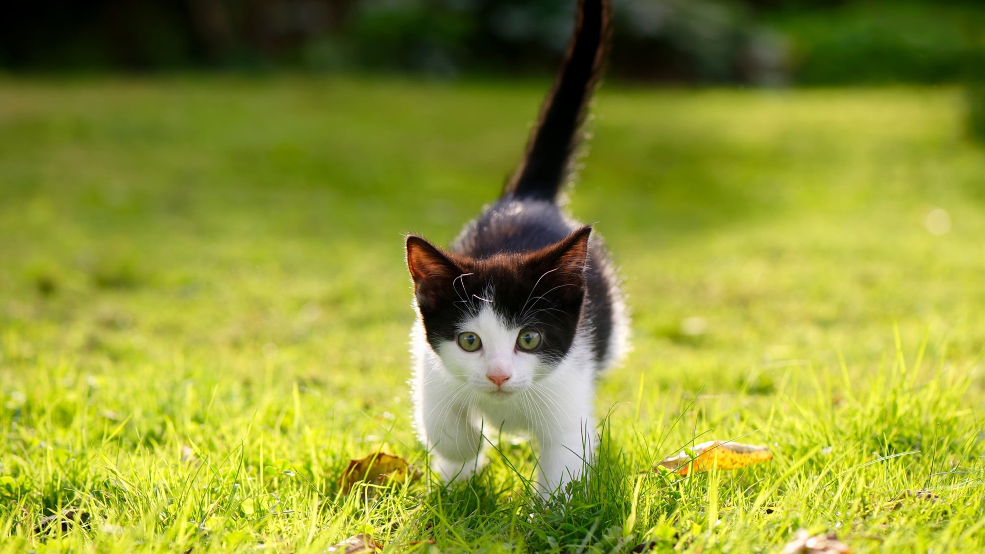 中国三人女篮表现出色，中国三人女篮什么意思