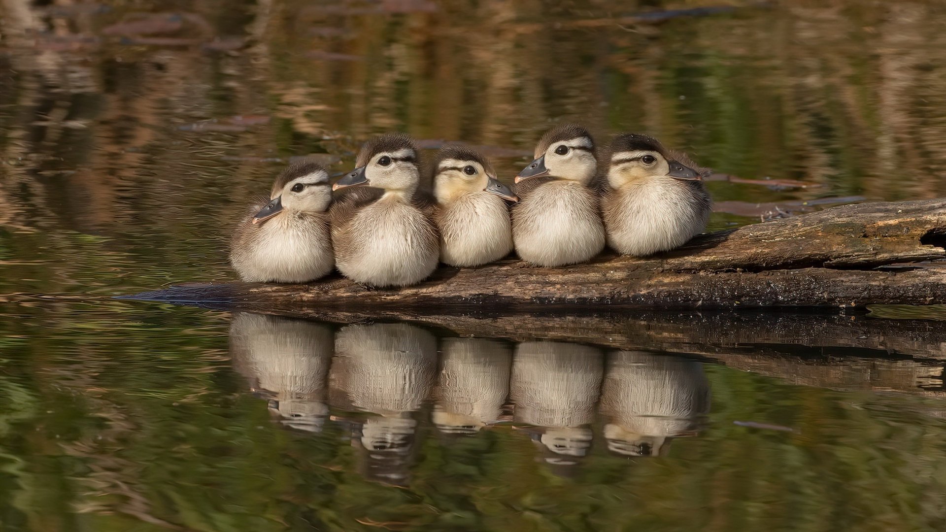 中国男篮注重节奏控制压制对手反扑，中国男篮注重节奏控制压制对手反扑视频