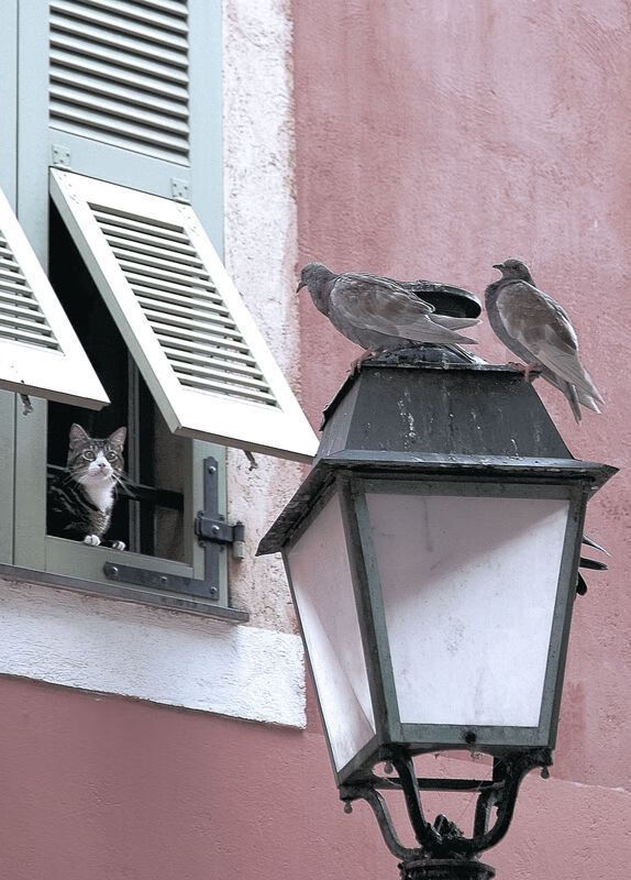 体育新闻中心主办体育文化数字创新应用论坛，体育数字化改革方案