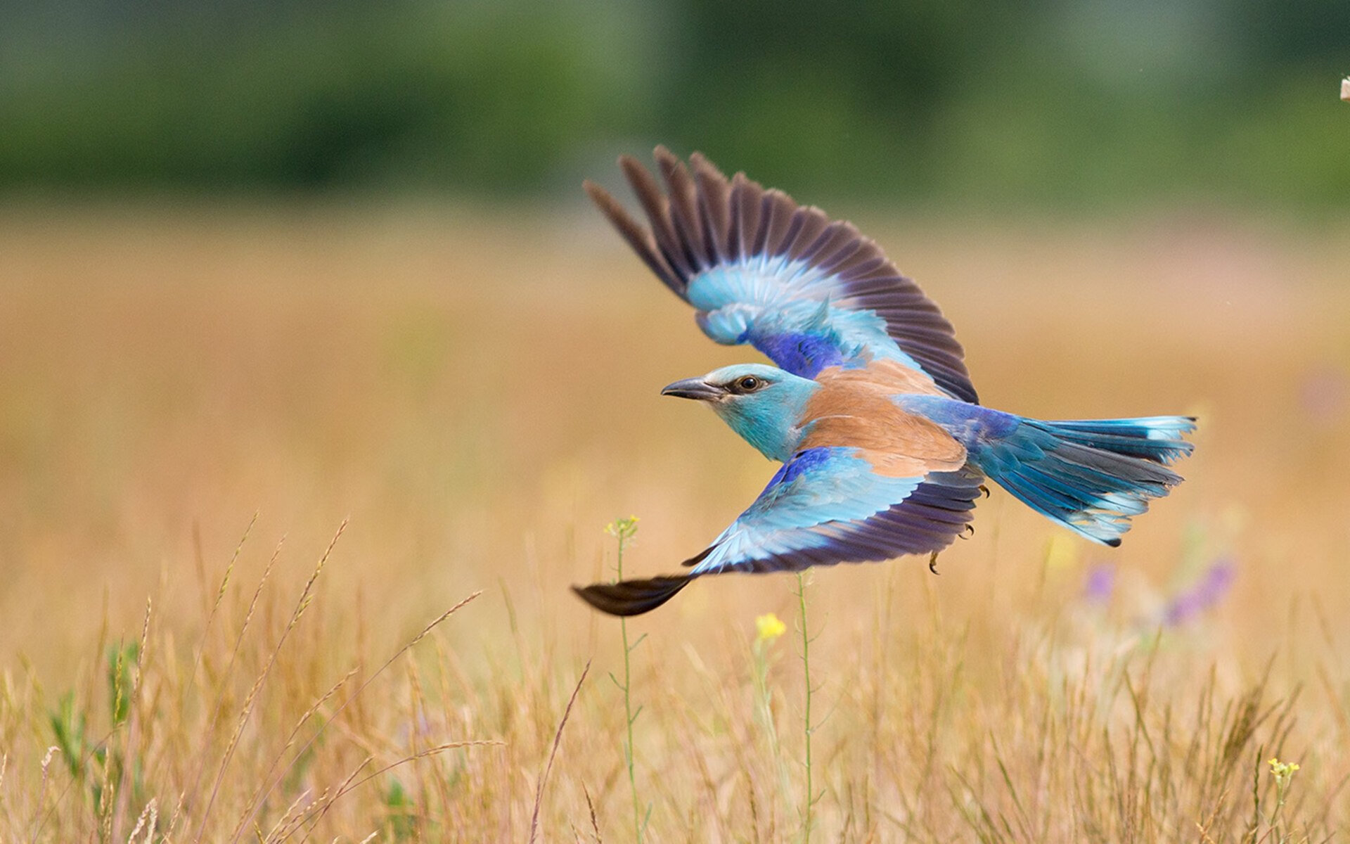 从奥预赛看中国队 惊心动魄走势凸显希望，2021奥预赛