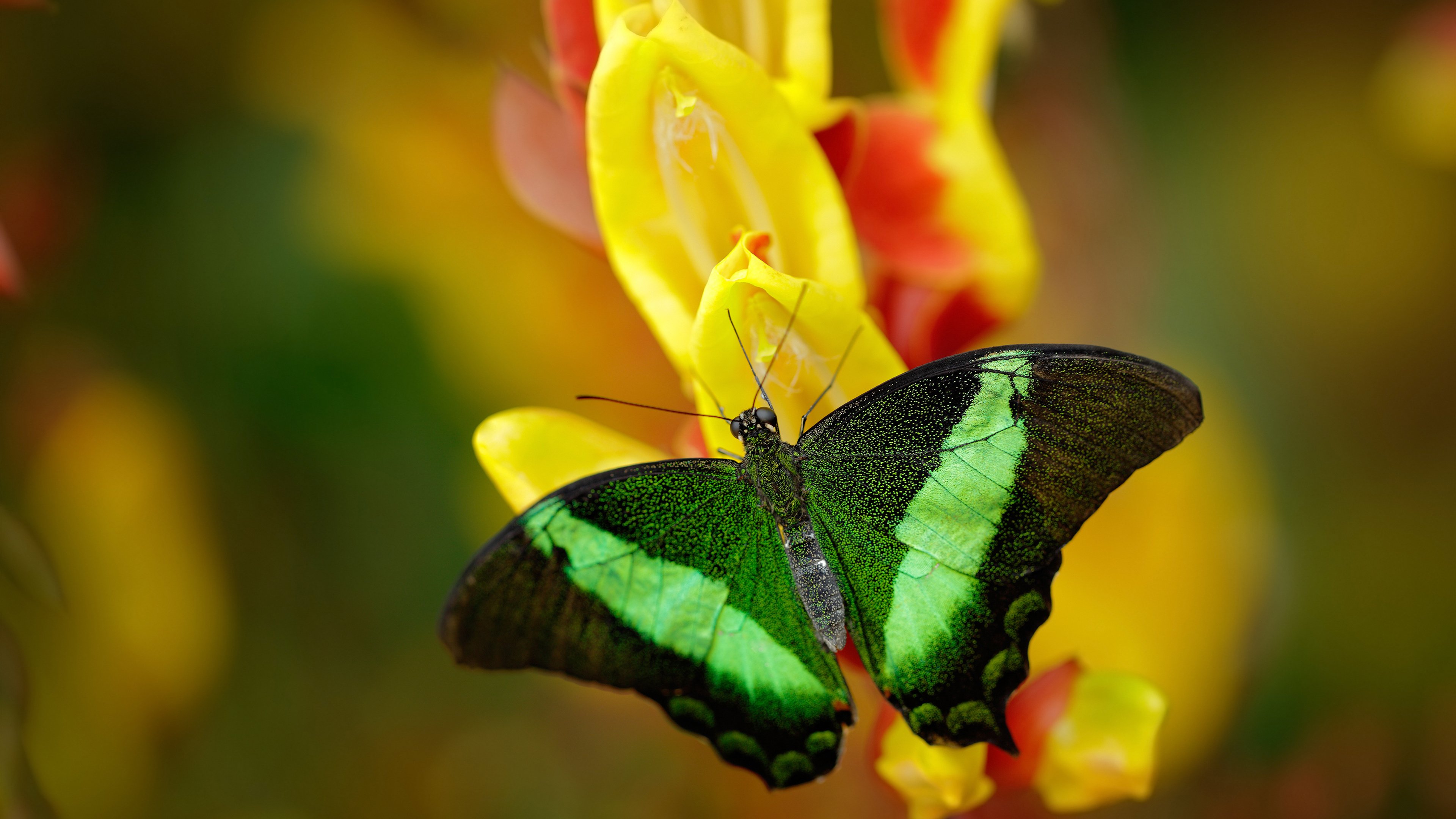 开云体育保障-全国篮球精英赛总决赛在重庆举行，全国篮球冠军赛