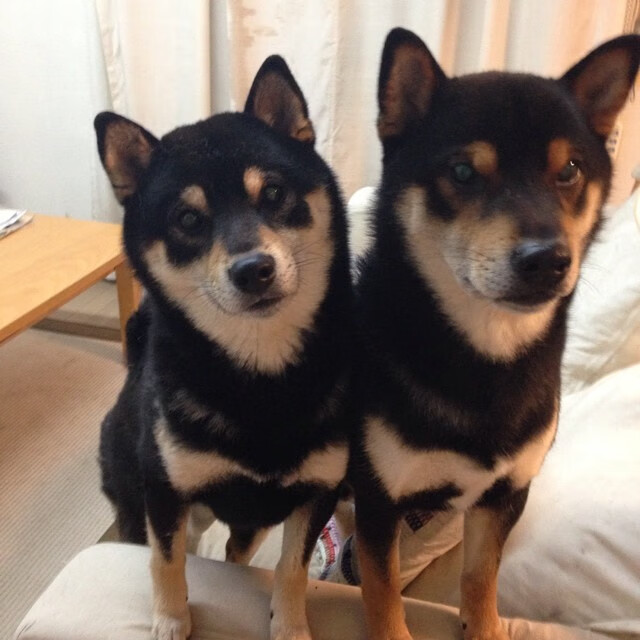 全队进攻节奏统一性对战术执行的重要性，全队进攻战术的基础